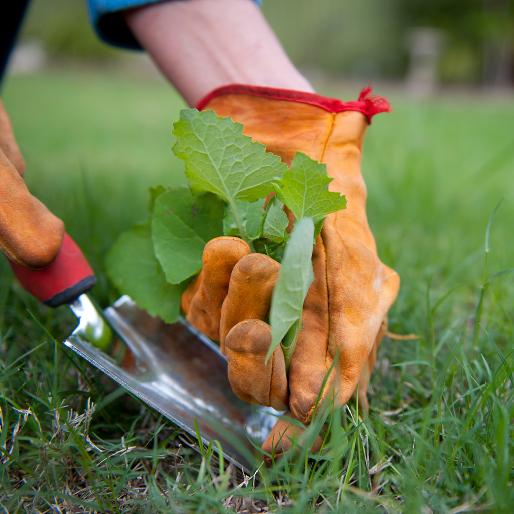 Gardening