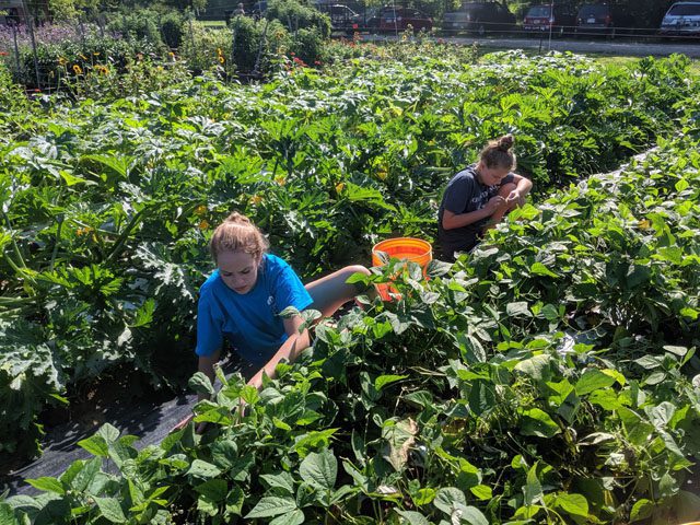 people working in a garden