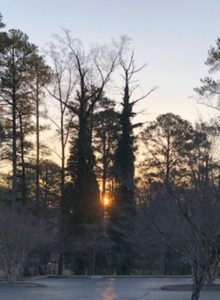 light coming through trees